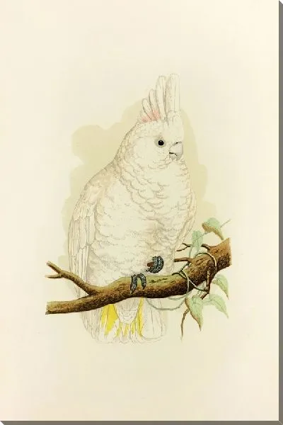 Картина Какаду Гоффина (1884-1887)