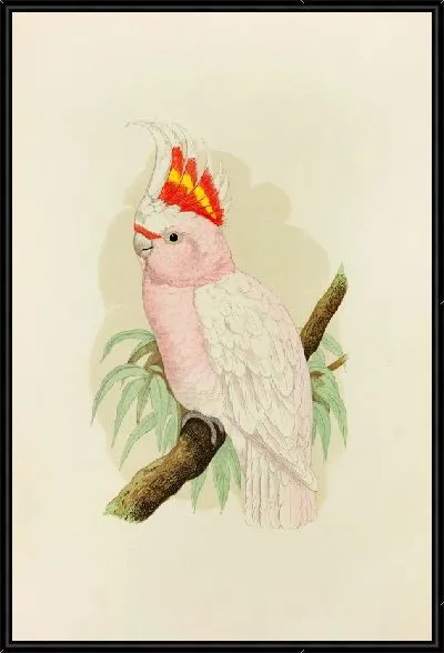 Картина Какаду Лидбитера (1884-1887)