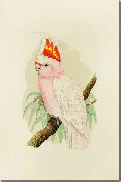 Картина Какаду Лидбитера (1884-1887)