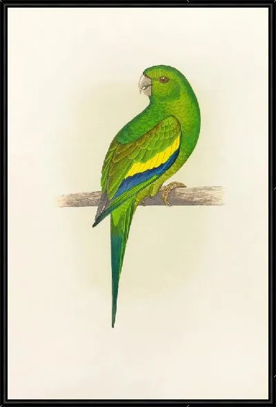 Картина Канареечнокрылый попугай (1884-1887)