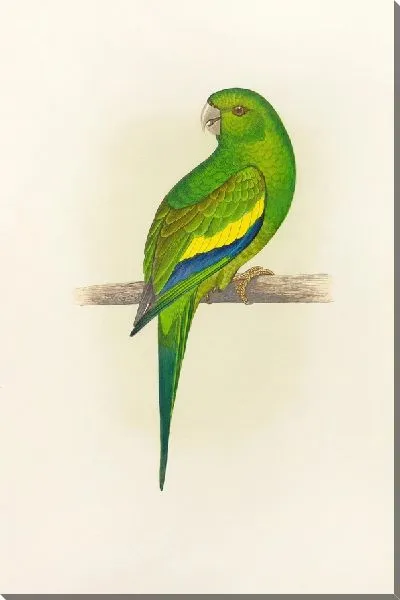 Картина Канареечнокрылый попугай (1884-1887)