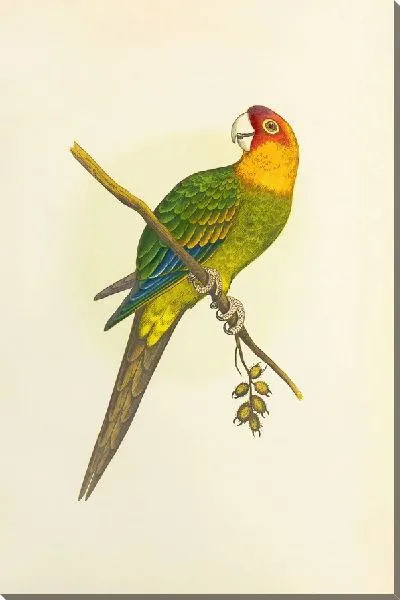 Картина Каролинский попугай, или конуре (1884-1887)