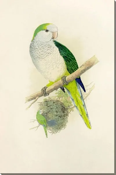 Картина Квакер или серогрудый попугай (1884-1887)