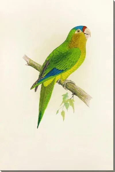 Картина Конуре Петца (1884-1887)