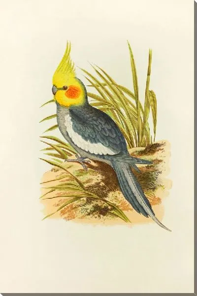 Картина Корелла (1884-1887)