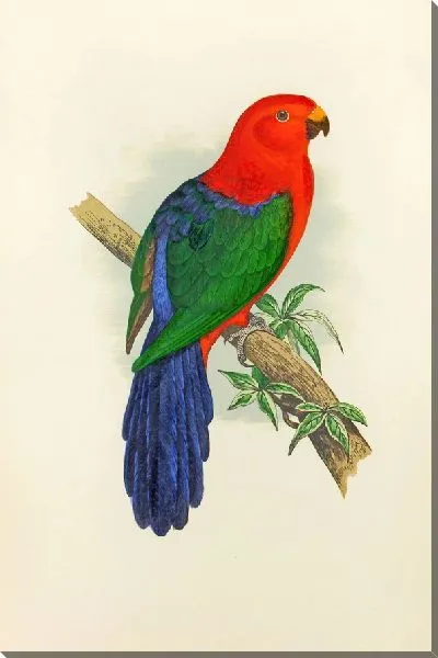 Картина Королевский попугай, или попугайчик (1884-1887)