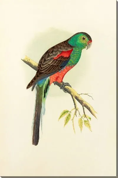 Картина Красивый или райский попугай (1884-1887)