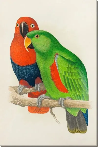 Картина Краснобокий или новогвинейский эклектус (1884-1887)