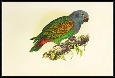 Краснобрюхий попугай (1884-1887)