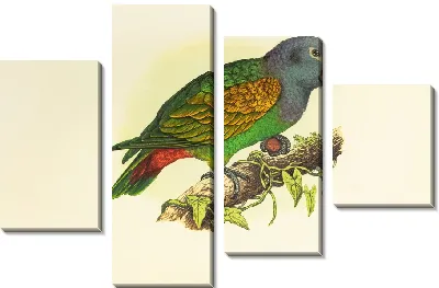 Краснобрюхий попугай (1884-1887)