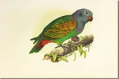 Краснобрюхий попугай (1884-1887)