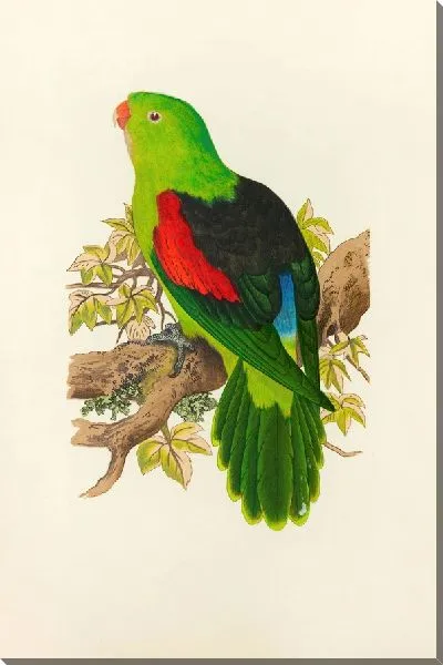 Картина Краснокрылый попугай (1884-1887)