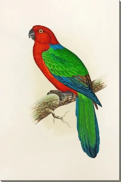 Картина Красный блестящий попугай (1884-1887)