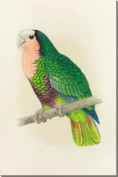 Картина Кубинский попугай, или краснорлый белый амазон (1884-1887).