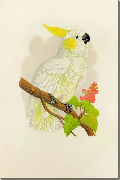 Картина Малый лимоннохохлый какаду (1884-1887)