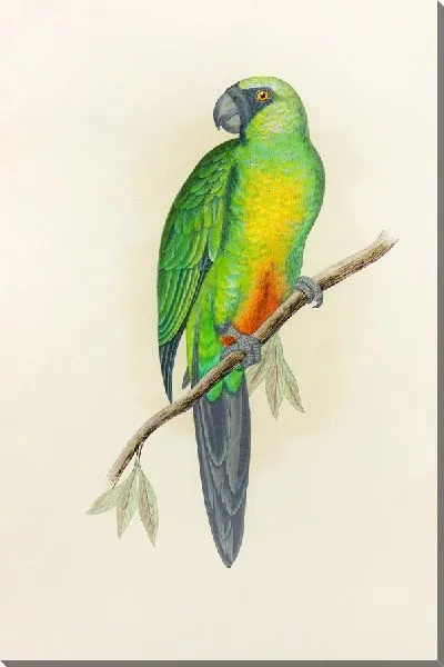 Картина Масковый попугай (1884-1887)