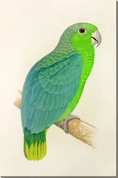 Картина Мучнистый Амазон (1884-1887)