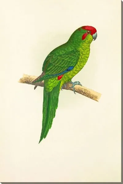 Картина Новозеландский попугай (1884-1887)