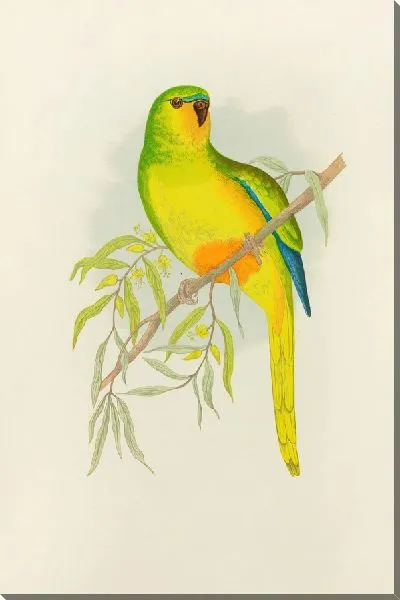 Картина Оранжевобрюхий попугай (1884-1887)