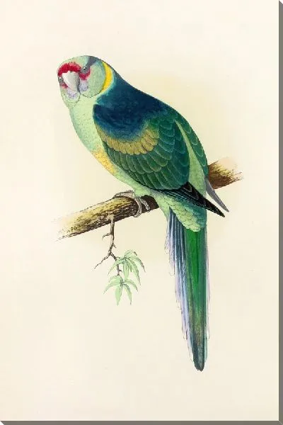 Картина Попугай Барнарда или Булла Булла (1884–1887)