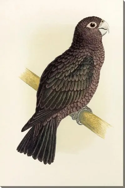 Картина Попугай Васа (1884-1887)