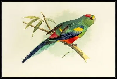 Разноцветный попугай (1884-1887)