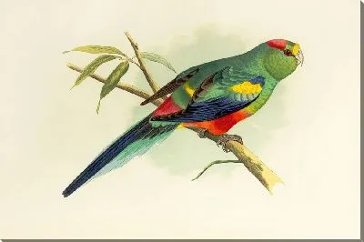Разноцветный попугай (1884-1887)