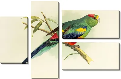 Разноцветный попугай (1884-1887)