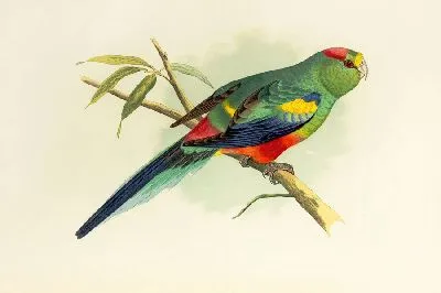 Разноцветный попугай (1884-1887)