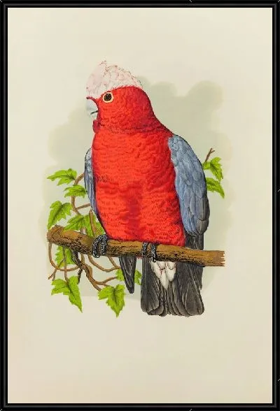 Картина Розовогрудый какаду (1884-1887)
