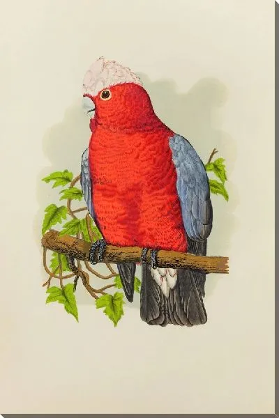 Картина Розовогрудый какаду (1884-1887)