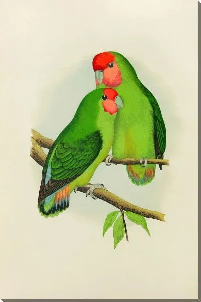 Картина Розовощекий неразлучник (1884-1887)