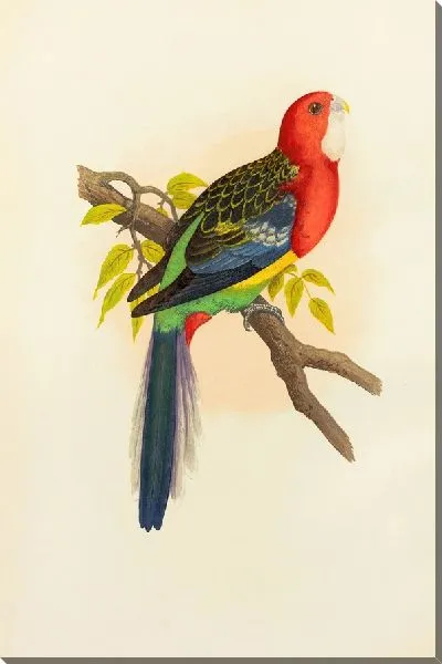 Картина Роуз-Хилл или Розелла Попугай (1884-1887)