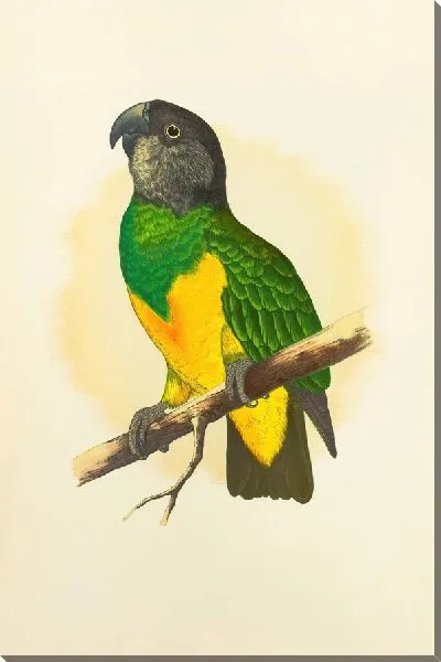 Картина Сенегальский попугай (1884-1887)