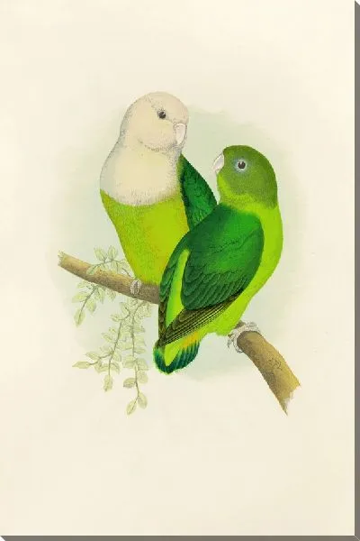 Картина Сероголовый или мадагаскарский неразлучник (1884-1887)