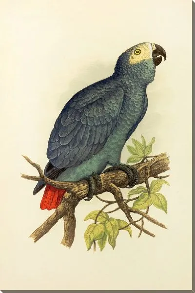 Картина Серый попугай (1884-1887)