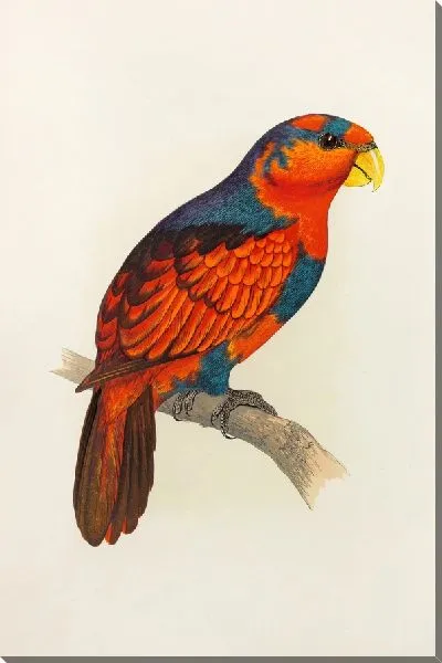 Картина Синеголовый или синегрудый лори (1884-1887)