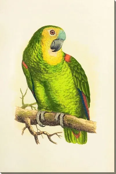 Картина Синелобый амазон (1884-1887)