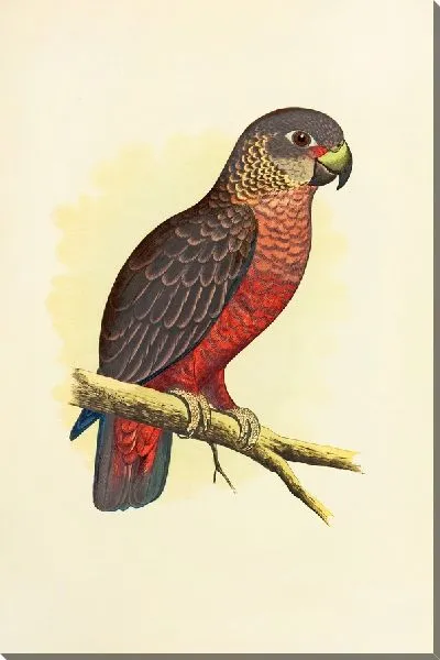 Картина Темно-фиолетовый попугай (1884-1887)