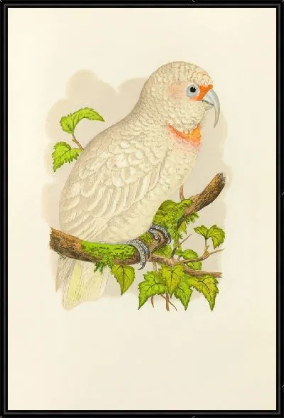 Картина Тонкоклювый какаду (1884-1887)