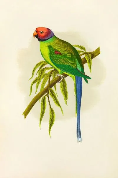 шаблон id 34