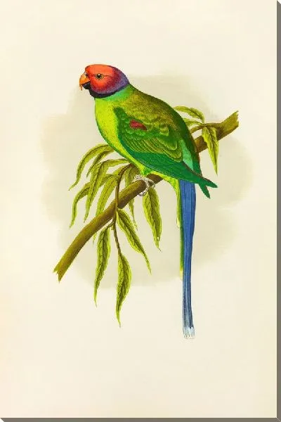 Картина Цветоголовый попугай (1884-1887)