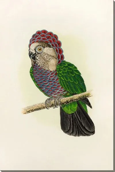 Картина Ястребоголовый или воротниковый попугай (1884-1887).