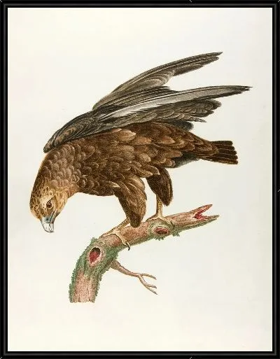 Картина Юный барабанщик (18 век)