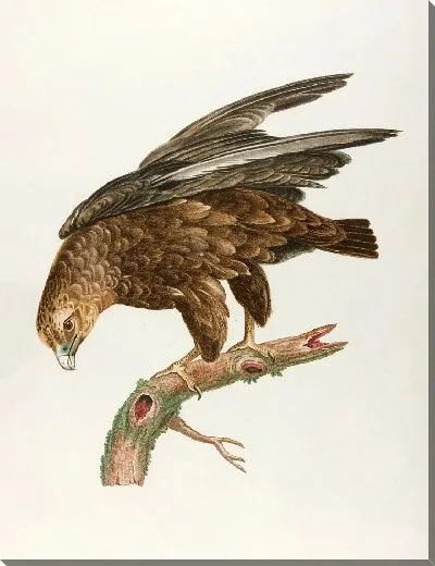 Картина Юный барабанщик (18 век)