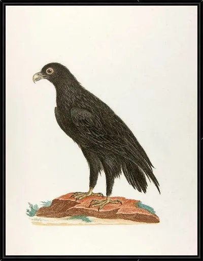 Картина Le caffre