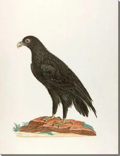 Картина Le caffre