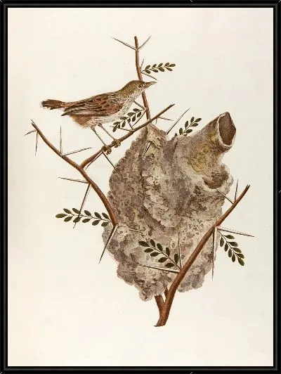 Картина Le pinepine (18 век)