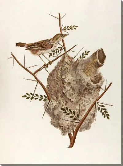 Картина Le pinepine (18 век)