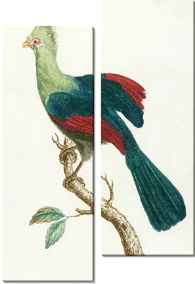 Картина Le touraco (18 век)